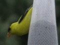 Yellow Finches eating their favorite food,Birdola nyjer seed.