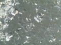 More Salt Crystal Formation