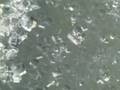 More Salt Crystal Formation