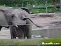 Poop Elephant