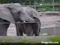 Poop Elephant