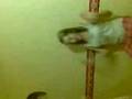 crazy babes dancin mental hehe taking piss of alass woo