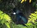 New Zealand TUI