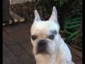 Poldo This I Love .wmv