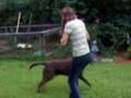 COURTNEY=ANIMAL ABUSE