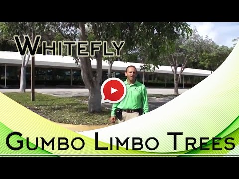 how to control whitefly