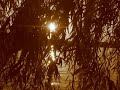 VIRGIN BLACK - A POET\