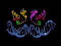 Repressor DNA