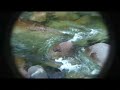 platypus   snippet  from platypus at mossman gorge 