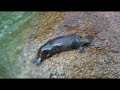 PLATYPUS  (Snippet  from \"Platypus at Mossman Gorge\")