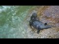 platypus   snippet  from platypus at mossman gorge 