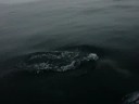 Catalina Dolphins