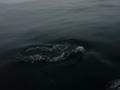 Catalina Dolphins