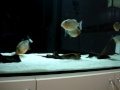 Piranha Feeding (Pirana Besleme) Piranha Feeding (Pirana Besleme)