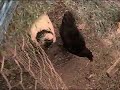 What Hurts a Chicken the Most What Hurts a Chicken the Most