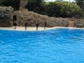 Delfin-Show Loro Parque, Teneriffa