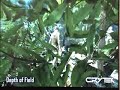 Crytek 2 : Technologic Preview #2