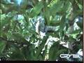 Crytek-2-Technologic
