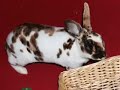 cute-little-easter-bunnies-no.html