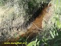 Guadalquivir. Mengibar. Vertido de un arroyo Guadalquivir. Mengibar. Vertido de un arroyo