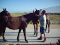 Draft Mules at the Long Ear Ranch Draft Mules at the Long Ear Ranch
