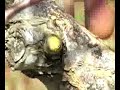 Natural Tree Care 101 Pruning....