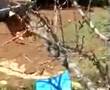 Natural Tree Care 101 Pruning....