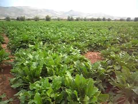 how to grow sugar beets