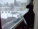 Chasing Snowflakes