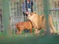 Two Lions and a Dog Two Lions and a Dog