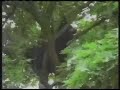 Funny video Bear falls from tree and lands on trampoline Funny video Bear falls from tree and lands on trampoline