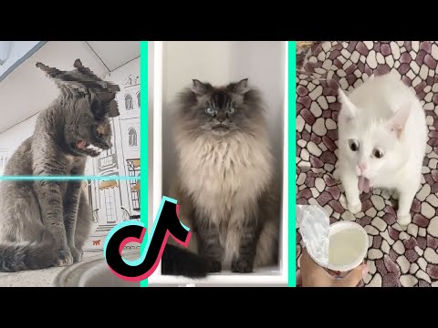 BEST DANK CAT MEMES COMPILATION OF NOVEMBER 2020 #3 | Funny Cat Compilation
