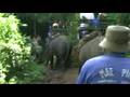 Riding An Elephant in the Jungles Chiang Mai, Thailand
