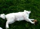 kismet killing a hedgehog