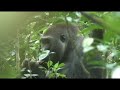 Western Lowland Gorilla Safari Western Lowland Gorilla Safari