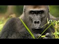 Western Lowland Gorilla Safari