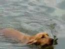 My Great Funny Dog Vendetta :) ha ha