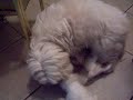 Cuccioli Maltese 4 Cuccioli Maltese 4