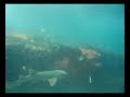 jap rock snorkel adventure