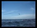 jap rock snorkel adventure