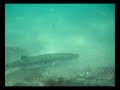 jap rock snorkel adventure