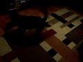 Max & Tucker 2.MOV