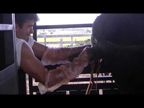 parturition - Assisted calving.