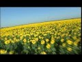 Sunflowers-Ukraine