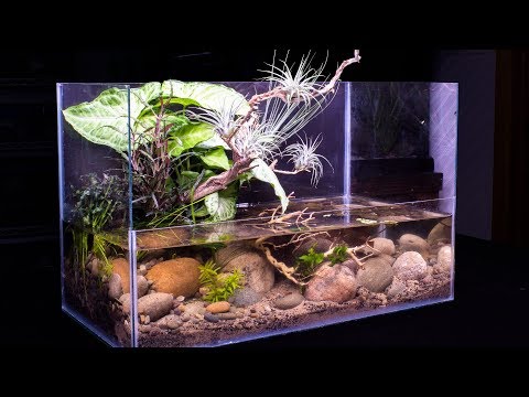 YouTube reptile video