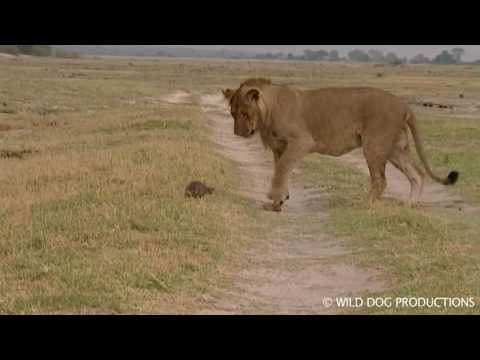 young lion