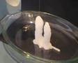 Fun with Sodium Acetate