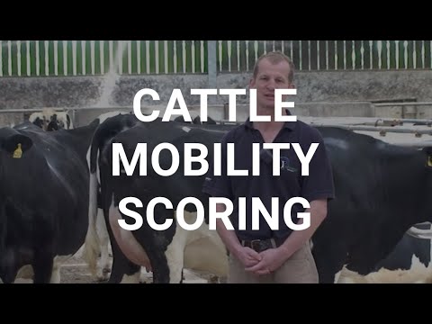 Cattle