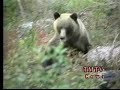 Grizzly Bears in the Kootenays Part 1 of 2 Grizzly Bears in the Kootenays Part 1 of 2