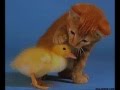 Assistir ao vídeo
